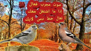 صوت الصلنج للصيد 💯