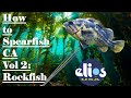 How to freedivespearfish ca rockfish catch  cook