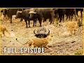 THE GREAT WILD TREK - Animals on the Move for Life Itself (Full Episode) | Nature Animal Documentary