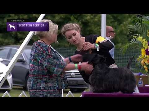 Video: Scottish Terrier - Descrierea Rasei