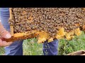Byle ar grmedim  damzlk ar incelemesiarclk bee beekeeping beekeeper belfast