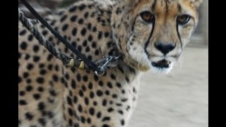 [HD 1080p] Cheetah Run - San Diego CA