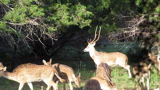Deer Stands on Hind Legs 🦌