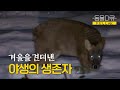 [풀버전] 야생동물의 겨울나기, 야생의 생존자｜KBS 환경스페셜 110209 방송
