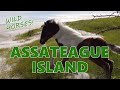 Exploring Assateague Island with wild horses | Perpetual Adventures | Episode 7