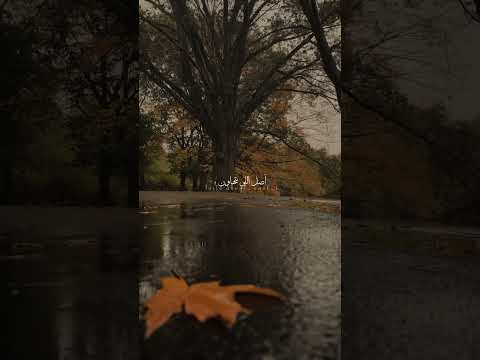 لازم اللي يغلط غلطة يتحساب عليها اغاني حالات واتس اليسا 