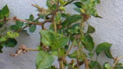 "Life With Ayurveda" : Natural Remedy For Anxiety, Tension, Insomnia, Weight Loss, Weakness etc.