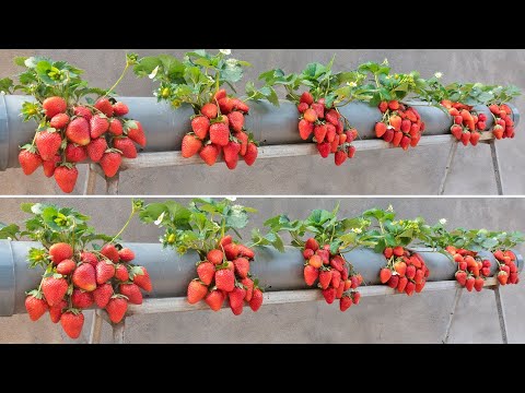 Video: How to grow strawberries in a pipe?