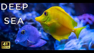 4K Stunning Underwater Wonders of the Red Sea + Relaxing Music - Coral Reefs \& Colorful Sea Life