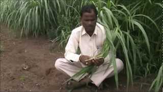 BHN fodder grass Kannada BAIF Karnataka
