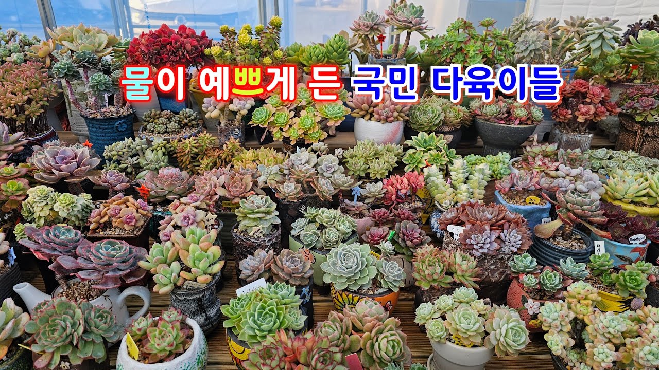 묵은둥이 수연이 이렇게 예뻐지네요 #수연 #국민다육 #묵은둥이 #키핑 #회원 #모집 - YouTube