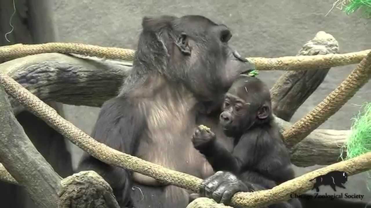 Tropic World: Africa Goes Green for St. Patrick's Day!