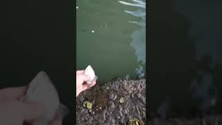 Отпускаю маленького карася #fishing #catchandrelease #поймалотпусти #рыбалка #карасть #поплавок