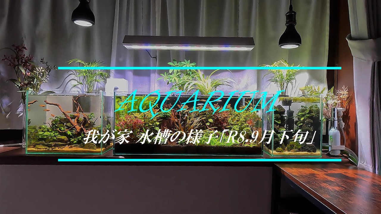 我が家の水槽の様子Ⅰ【R8.9月下旬】 - YouTube