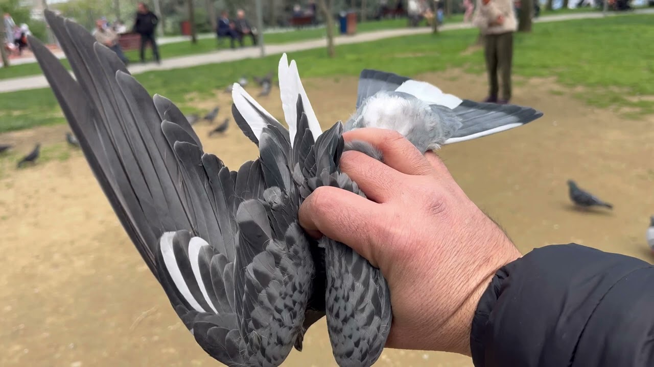 Yabani Güvercinler Arasında Kaçak Avı ( Yakaladım )