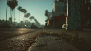 Daisy Bloom Vol.2 | Early Morning Chillhop 🎧 | Soulful Beats for Cruising, Studying, and Relaxing