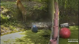 Sprint! Jasmine and Dutchess tiger at Big Cat Rescue.