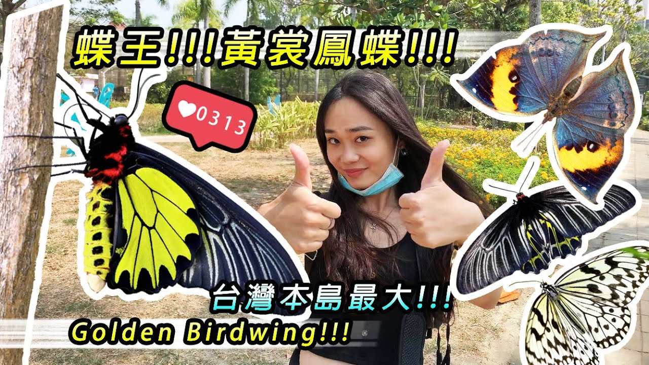 【金獅湖蝶園】保育蝶王--黃裳鳳蝶!!本島最大的華麗鳥翼蝶!!