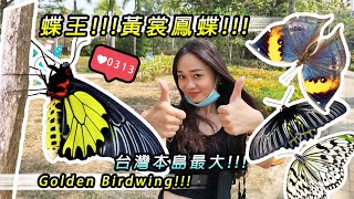The biggest birdwing butterfly in Taiwan main island! A butterfly garden in Taiwan!