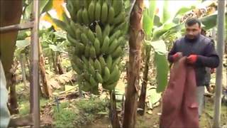 Bir Nefes Anamur & Ak Göğsünde Ben Olayım Resimi