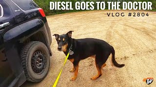 DIESEL GOES TO THE DOCTOR | TJV | Vlog #2804