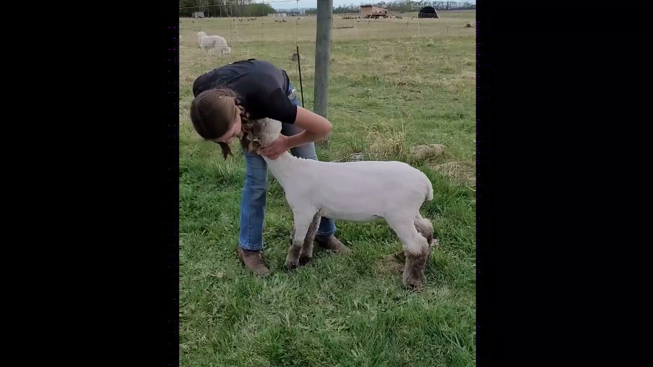 Evangeline Hoogland 2020/2021 4-H Market Lamb Project