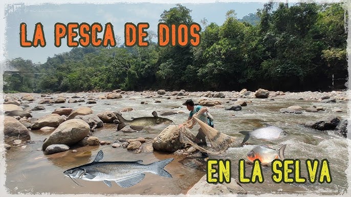 BARBASCO  La pesca ANTIGUA de los Kichwas Amazónicos 