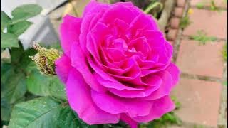 #AnaAlarcio #Flowers #RoseCollections