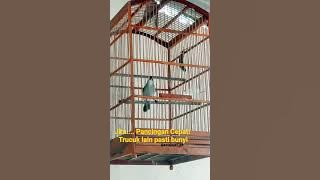 Trucuk macet langsung bunyi