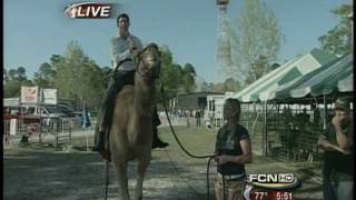 Live Weather On A Camel