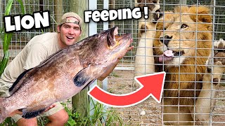 Feeding Massive Grouper To Lion Pride ! Insane !!