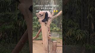 2025.9.27.#아이바오 #러바오 #fubao #루이바오 #후이바오 #panda #판다월드 #에버랜드 #바오패밀리 #강철원주키퍼님#송영관주키퍼님#오승희주키퍼님#판다제2하우스