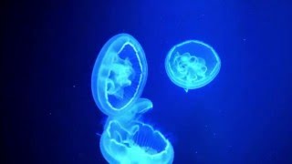 Medusas Aurelia En Acción