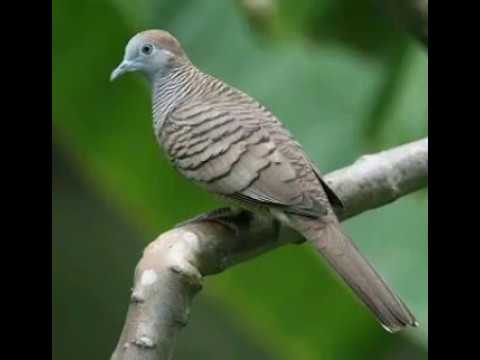 Repeat Suara Perkutut Paling Merdu Bagus Buat Memancing Perkutut