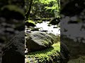 9 Seconds of Pure Forest Bliss ✨
