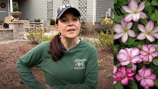 Adding Gorgeous Clematis to the Gardens | Gardening with Creekside