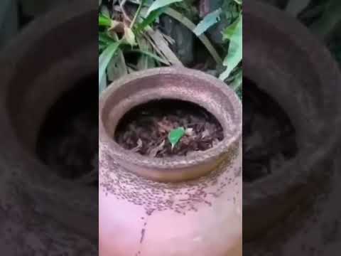 An ant mill 🥰 #viral #viralvideo #shortsbeta