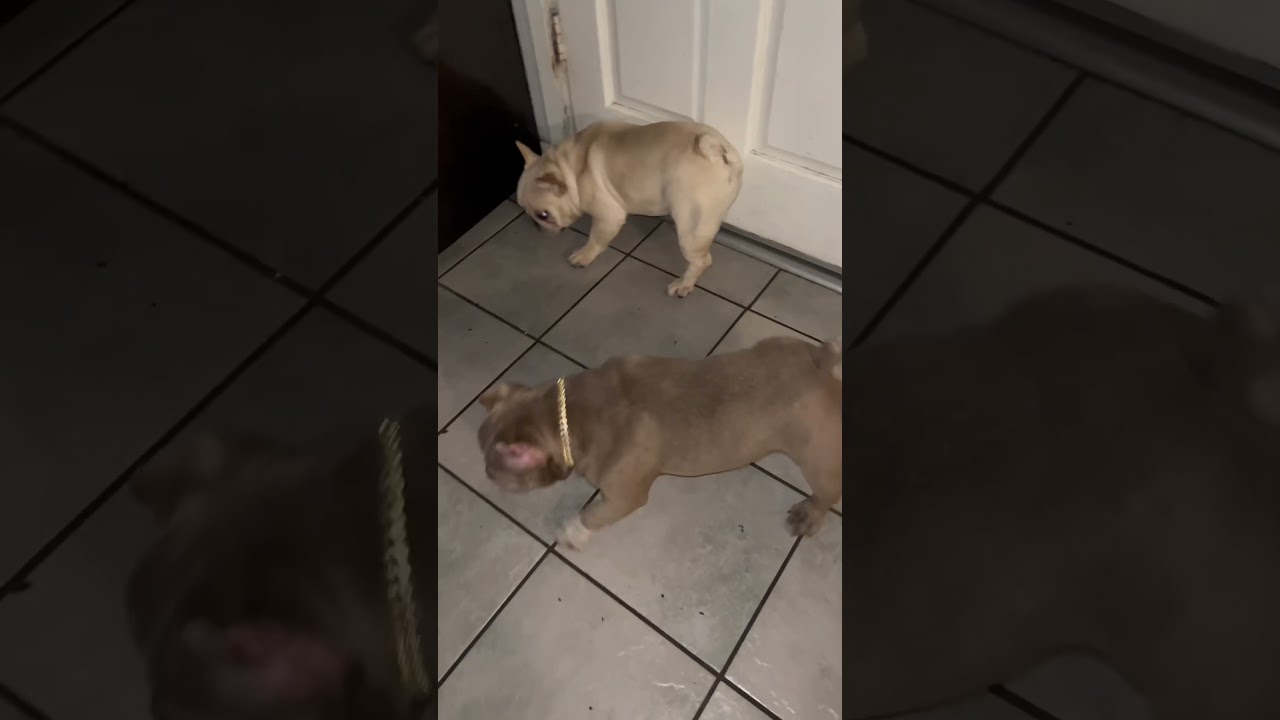 Assista a Nano-Bully VS Exoctic Frenchie who u thinkll win 😂 #fypシ゚viral #behindthescenes #americanbully no YouTube Assista a Nano-Bully VS Exoctic Frenchie who u thinkll win 😂 #fypシ゚viral #behindthescenes #americanbully no YouTube