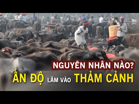 Video: Động Vật Linh Thiêng Của Ấn Độ