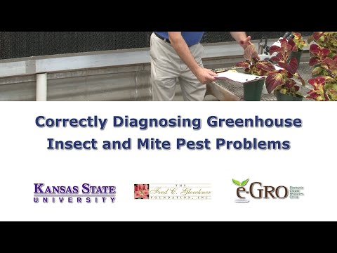 Video: Problémy so škodcami z rannej slávy – hmyzí škodcovia ovplyvňujúci rany