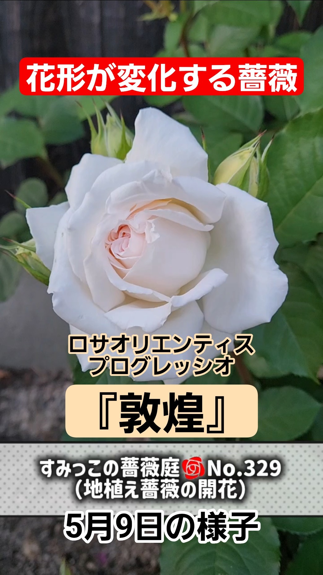 すみっこの薔薇庭🌹No.329（敦煌）#ロサオリエンティスプログレッシオ