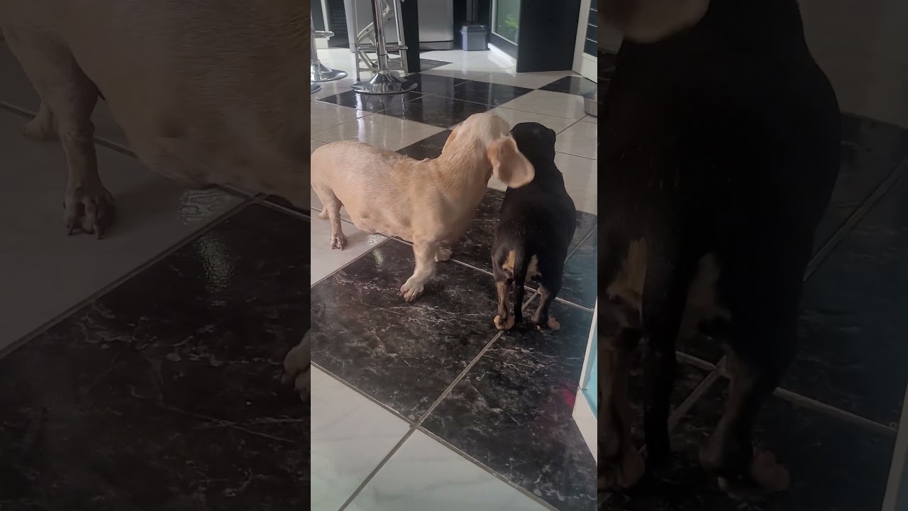 Petz kika e Jasmim desfilando corpitus!