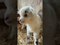可愛すぎかよ😍　#goat #ヤギ