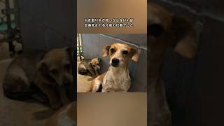 恐怖に怯える我が子を懸命に守る母犬 #dog #動物  #感動  #犬