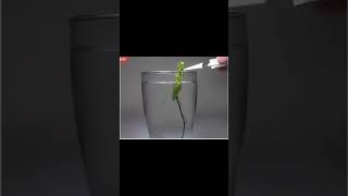 Veja o que acontece quando colocamos um louva-a-deus na água #agua