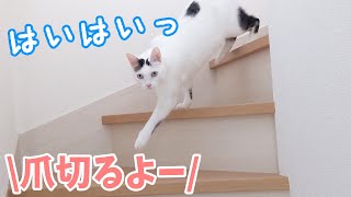 爪切りするからみんな集合ー!