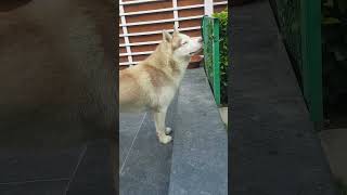 Ki Bhejo Bhav Per To Mere P Hai