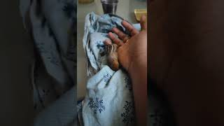 The "Emotional/Heartwarming" Vibe(ചെക്കൻ കണ്ണ് തുറന്നു ) #squirrel #pets #nature #trending #shorts