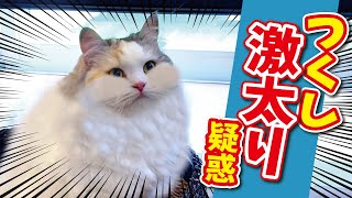 【誤報】つくしの激太り疑惑についてお話します【おしゃべりする猫】 【猫アテレコ】