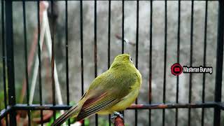 PLECI DAKUN LOMBOK NGALAS